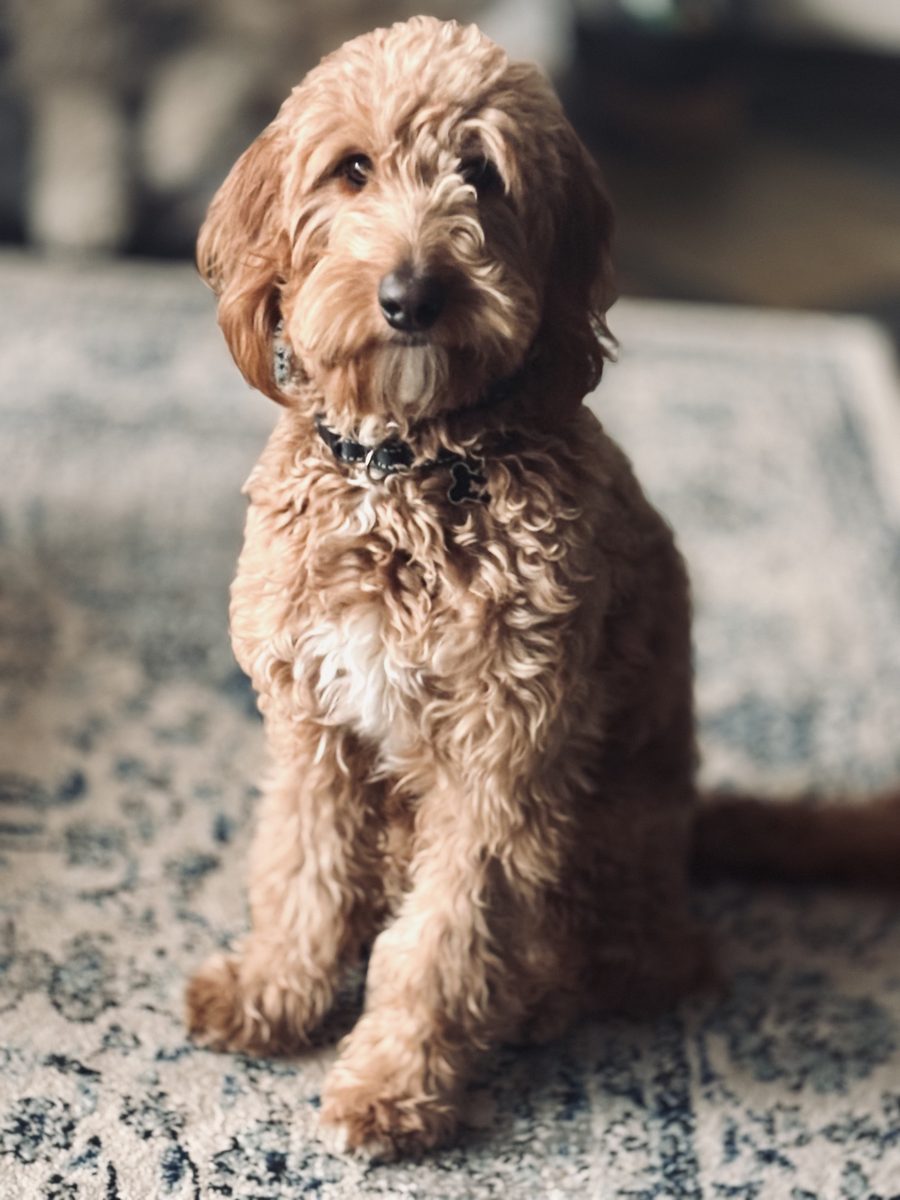 Cooper, a golden curly haired dog, sitting on a rug and looking at the camera