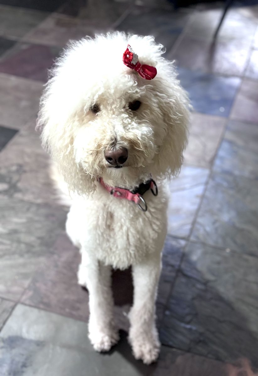 Penny, a white curly haired dog wearing a red bow, sitting and looking at the camera